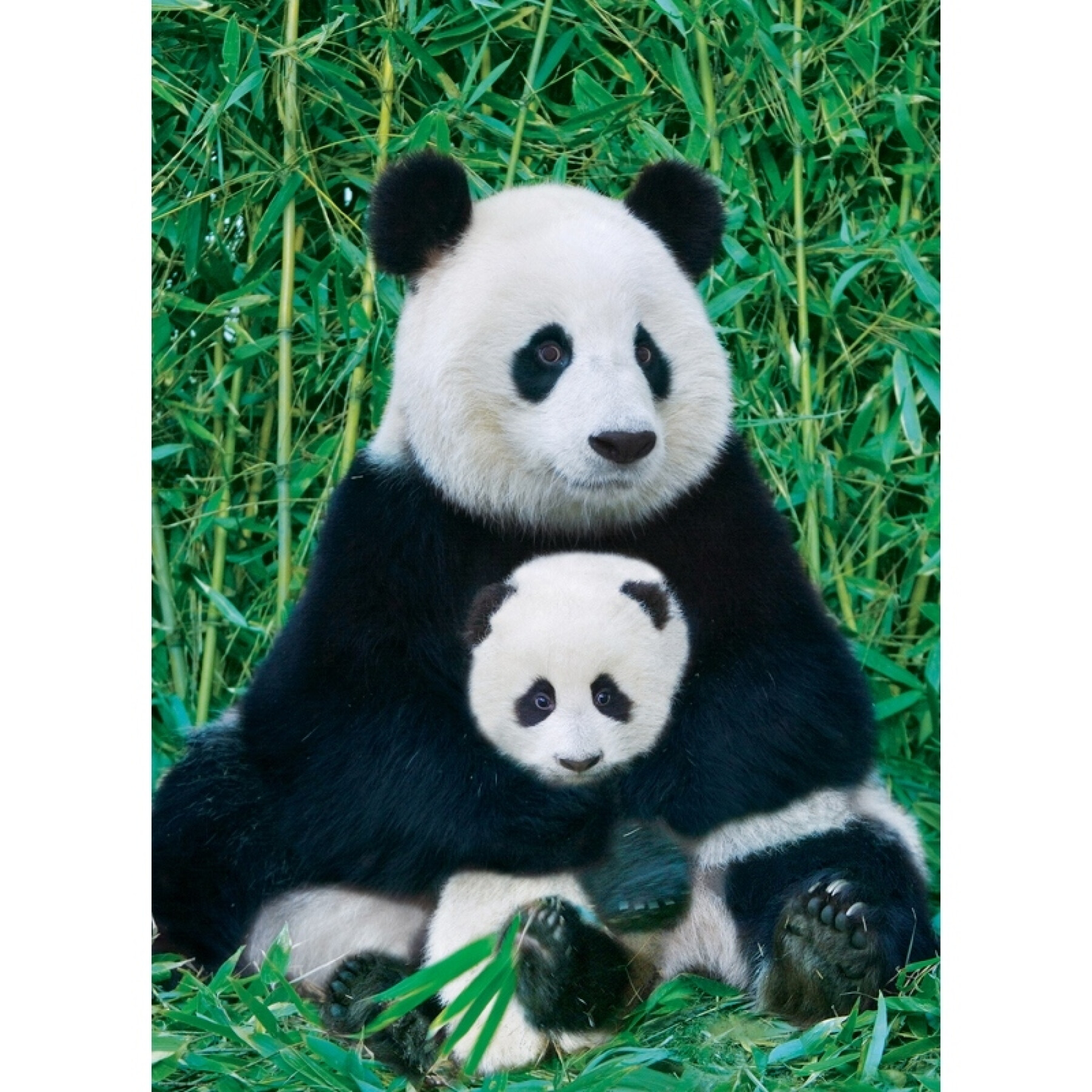 Puzzle de 1000 piéces Pandas Eurographics