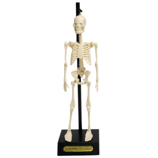 Modèle anatomique de squelette Rex London