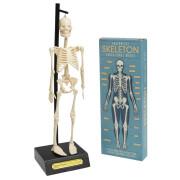 Modèle anatomique de squelette Rex London